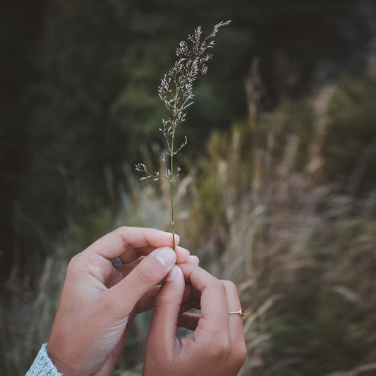 Our top calming skincare ingredients